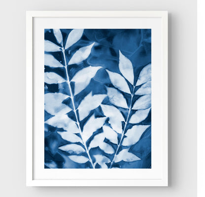 Framed cyanotype print featuring two leafy branches in deep blue and white, encased in a white frame with a white border.