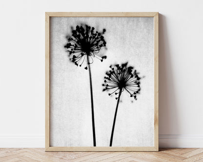 Black and White Dandelion Print