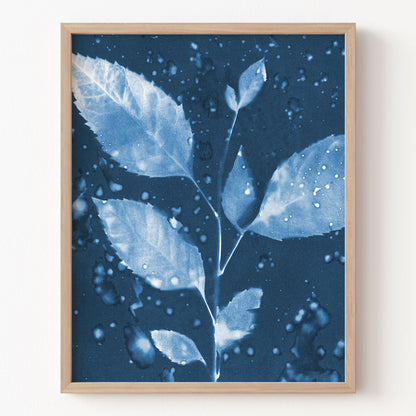 Framed artwork of leaves with water droplets on a dark blue background