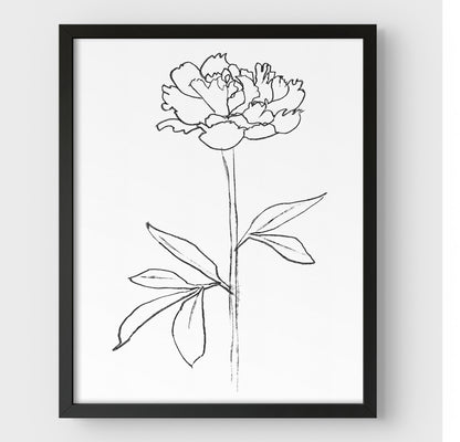 Minimalist black and white line drawing of a peony flower, framed in black against a white background.