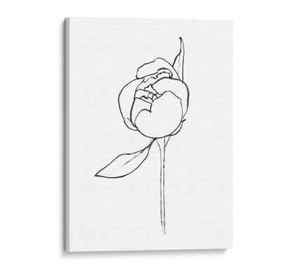 Canvas print of a minimalist line drawing featuring a peony bud with a single leaf, set against a white background.