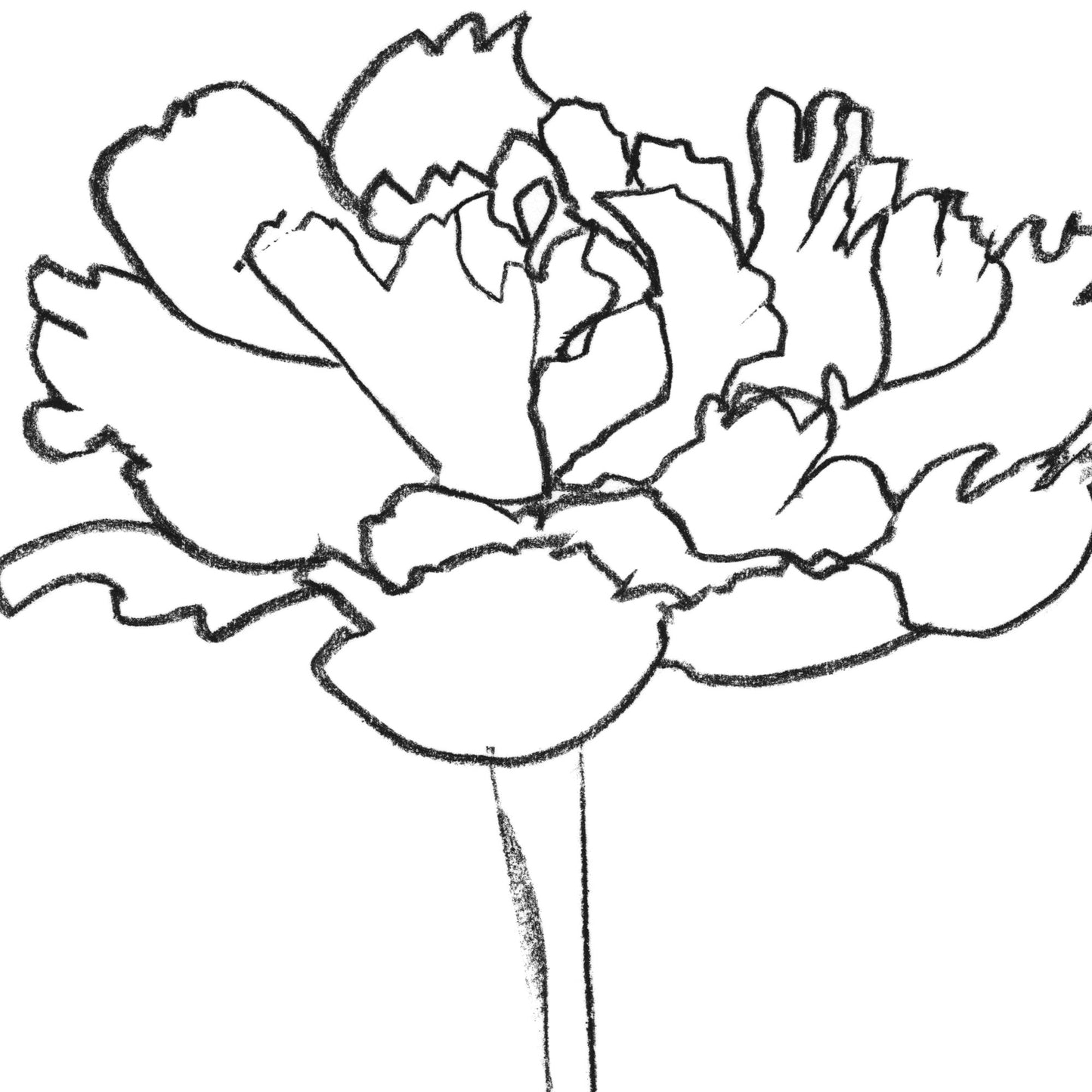Peony II Print