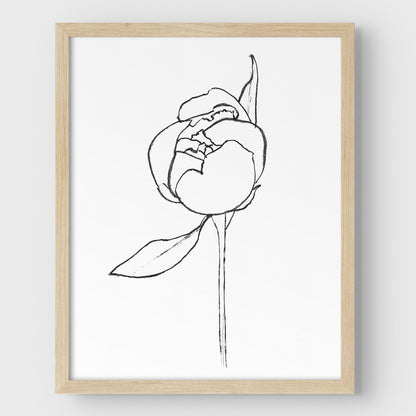 Blooming Peony Print