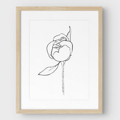 Blooming Peony Print