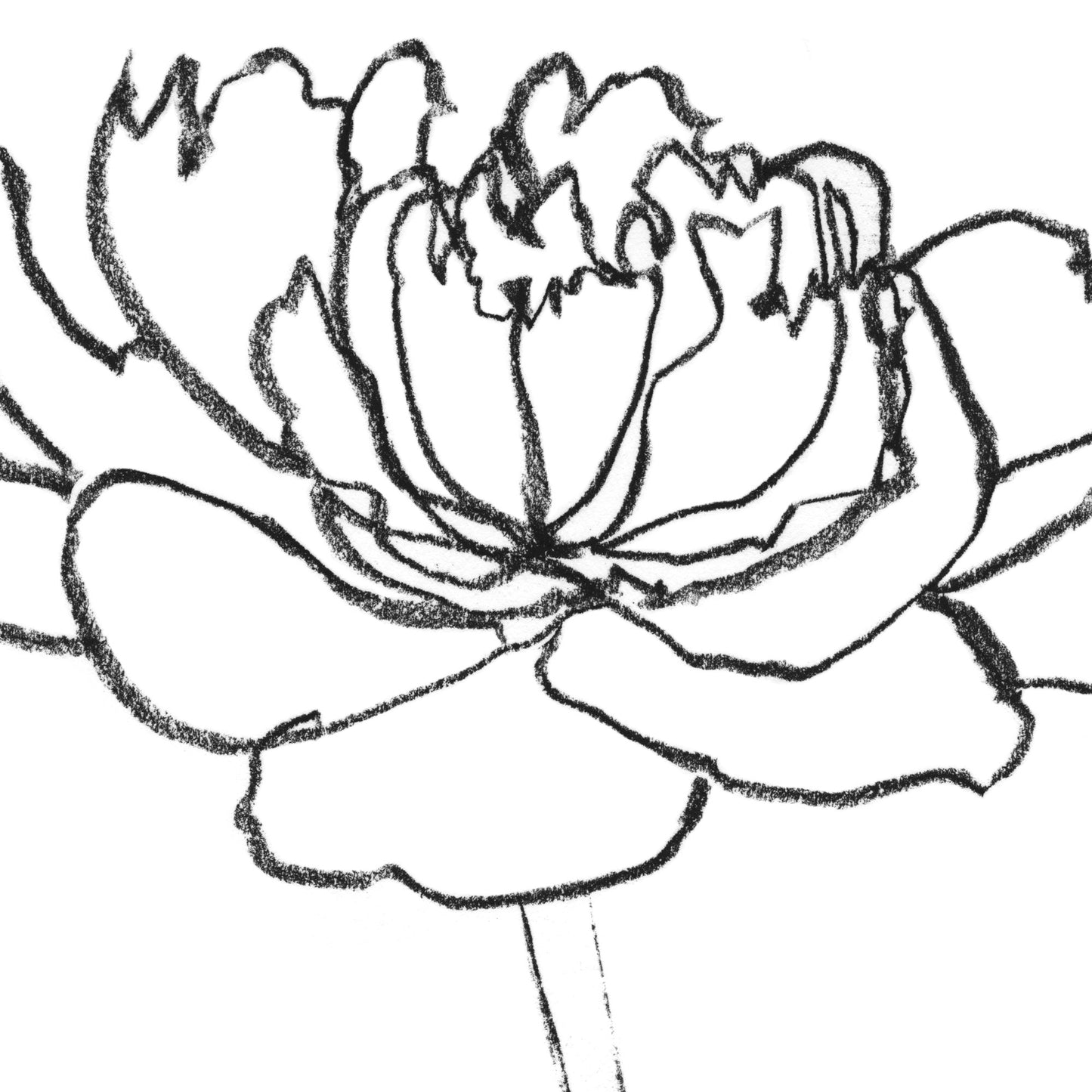 Peony Print