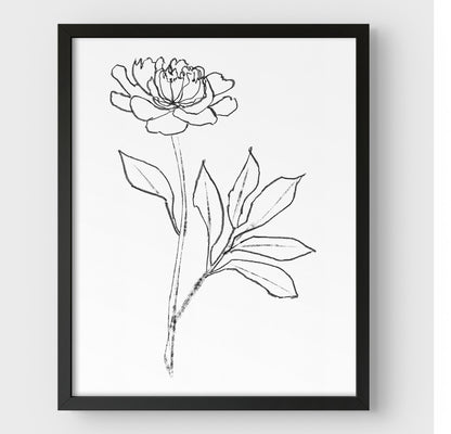 Minimalist black-and-white line drawing of a peony flower, framed in black and set against a white background.