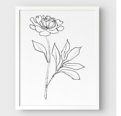 Minimalist black-and-white line drawing of a peony flower, framed in white and set against a white background.