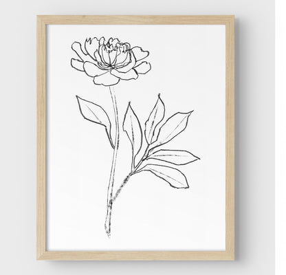 Minimalist black-and-white line drawing of a peony flower, framed in natural wood and set against a white background.