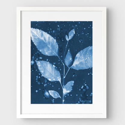 Rainy Leaves Cyanotype Print