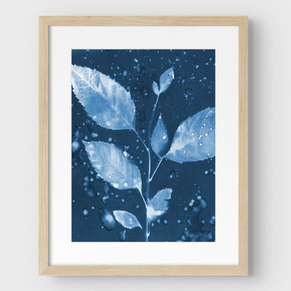 Rainy Leaves Cyanotype Print
