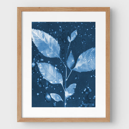 Rainy Leaves Cyanotype Print