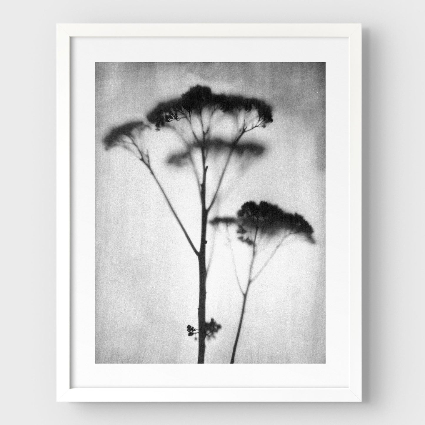 Black and White Sedum Print