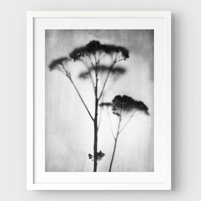 Black and White Sedum Print