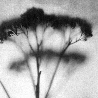 Black and White Minimalist Wildflower Silhouette Photography Print