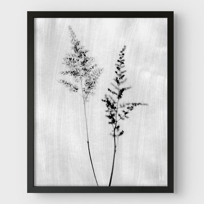Black and White Wildflower Print