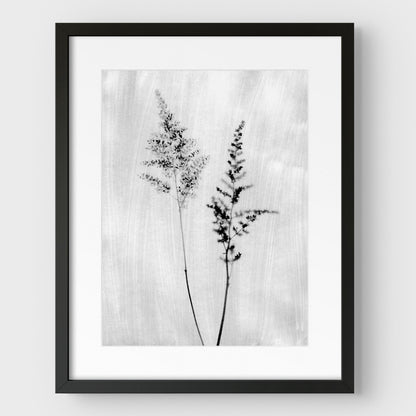 Black and White Wildflower Print