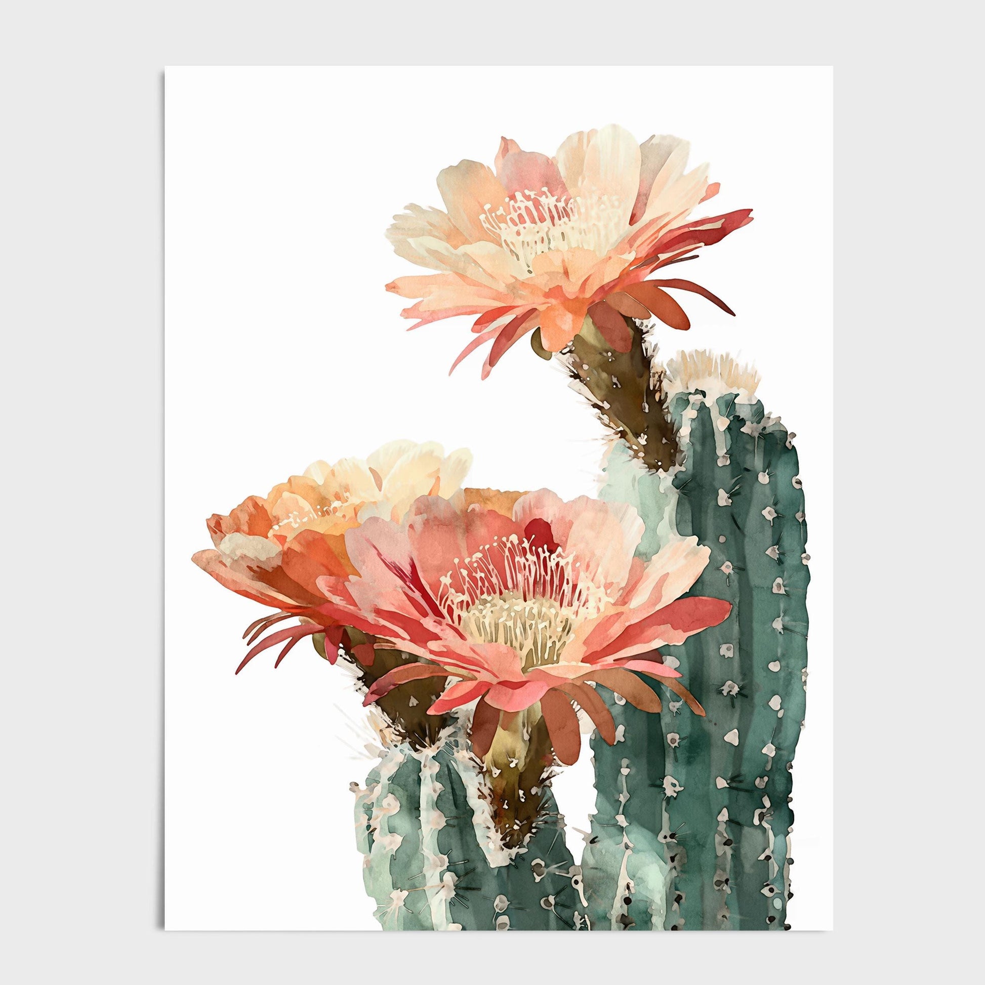 Watercolor cactus illustration featuring three large peach and coral blooms with soft green stems, displayed on a white background with no frame.