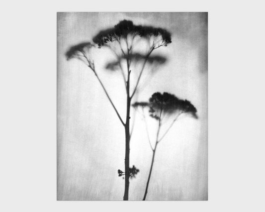 Black and White Sedum Print