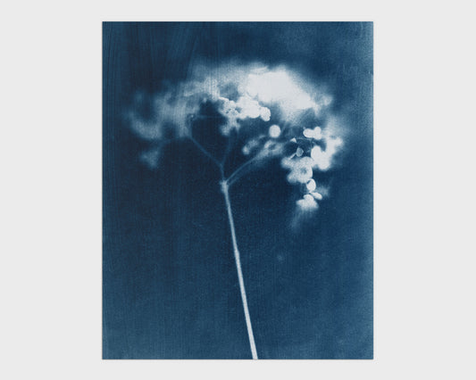 Indigo Hydrangea Print